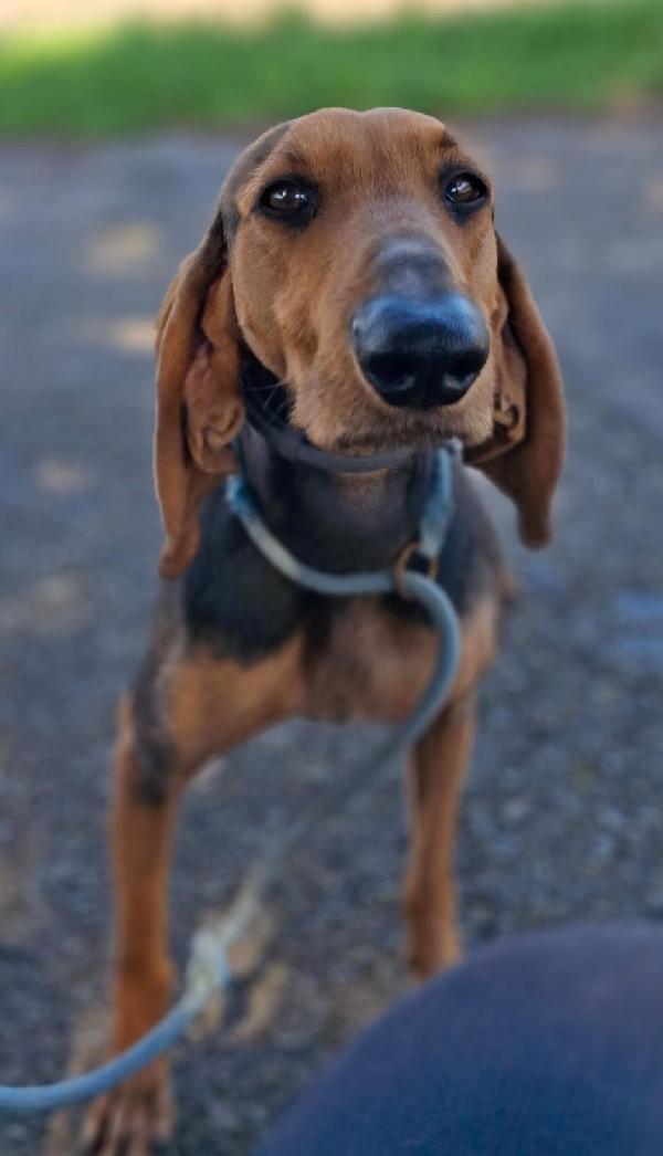 BOBO IL SEGUGIO Foto 3